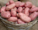 Сорт картофеля Ред Леди